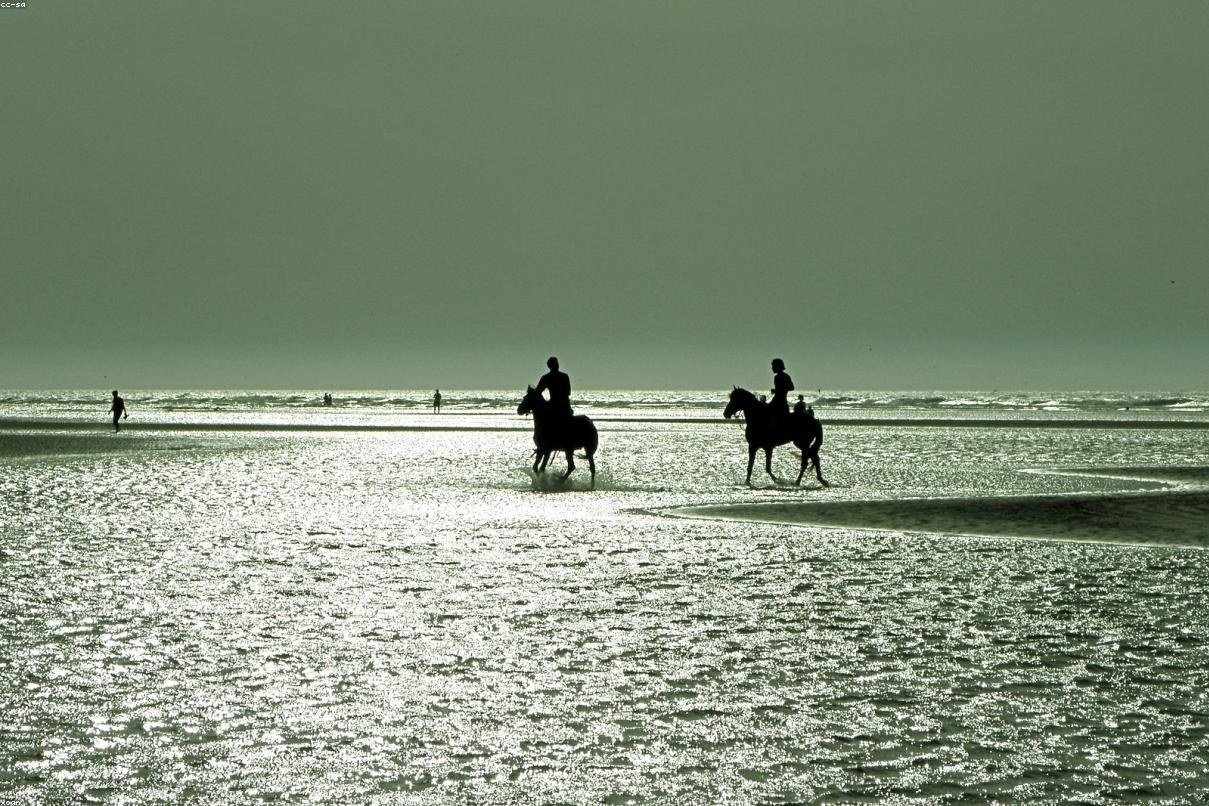 Balade cheval & chameau — Plage d’Essaouira